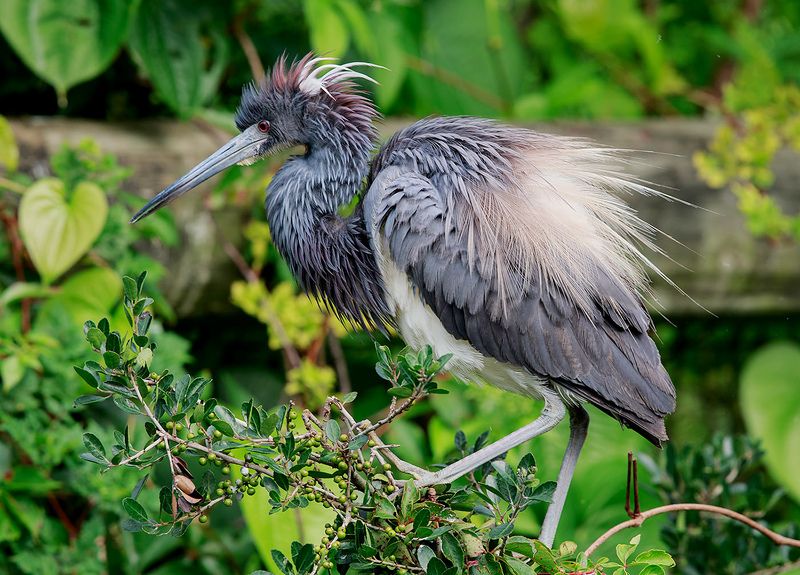 tricolored heron, трёхцветная цапля, цапля, heron, florida Трёхцветная цапля - Tricolored Heronphoto preview