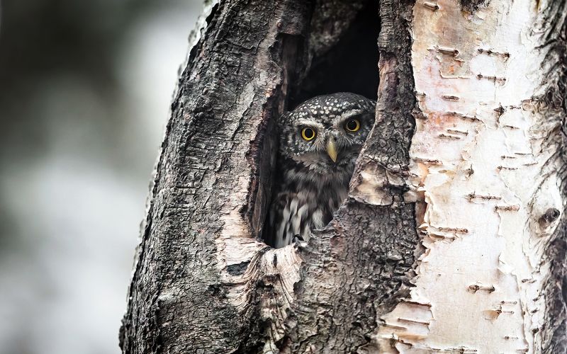 сыч, воробьиный сыч, хищная птица, птица, птицы россии, орнитология, дикая природа, фото охота, дикая птица, дикая природа, глаза, клюв, когти, дерево,белая, пестрая, редкая птица, красная книга, зима, дупло, Вы кто такие, я вас не звал...photo preview