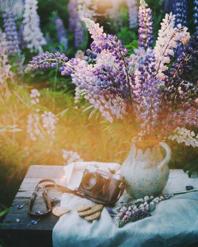 лето, люпины, закат, природа photo preview