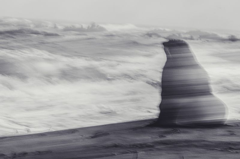 морской котик, беренга, командорские острова  Мечтатель photo preview