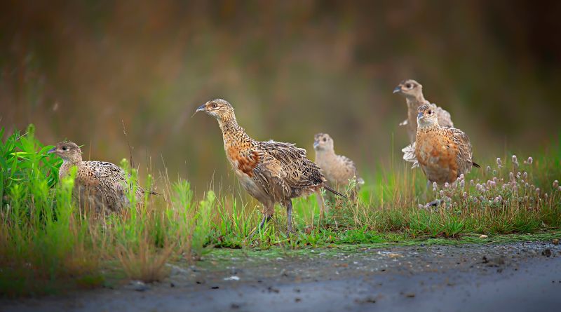 bażantyphoto preview