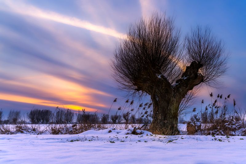 Wierzby głowiaste”rosochate”photo preview