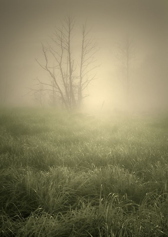 in the morning mist...photo preview