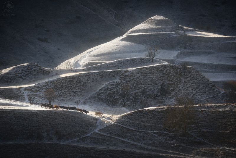 дагестан, утро, стадо, пастух У каждого своя работаphoto preview