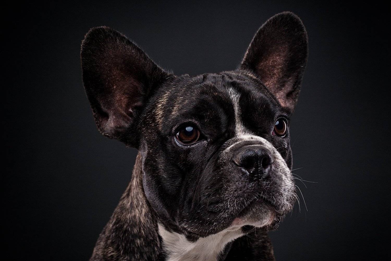 Оззи. Автор: Евгений Дёгтев бульдог, собака, француз, студия, портрет, Евгений Дёгтев