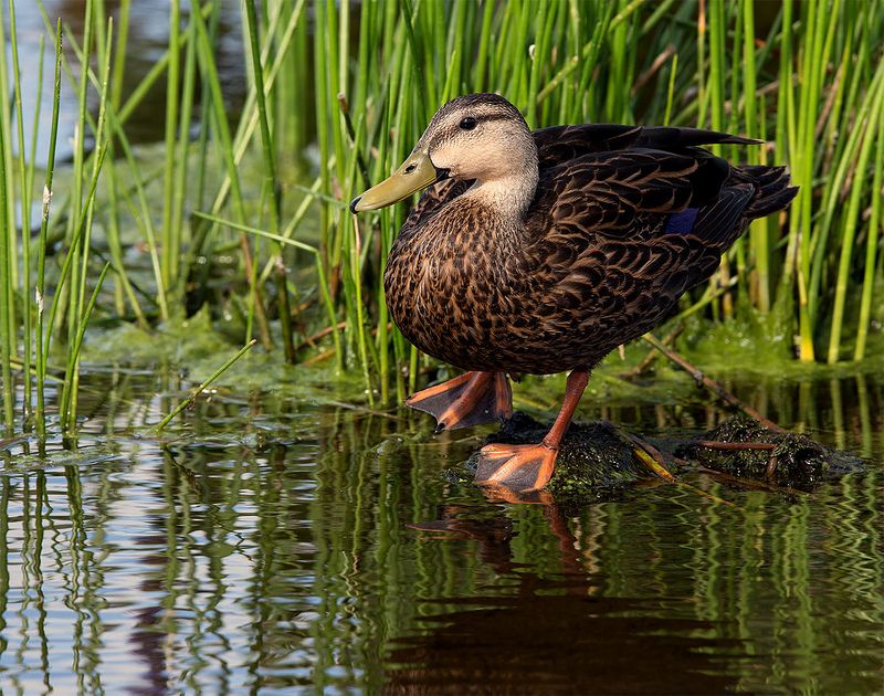 утка, duck, флорида Кряква -Duckphoto preview