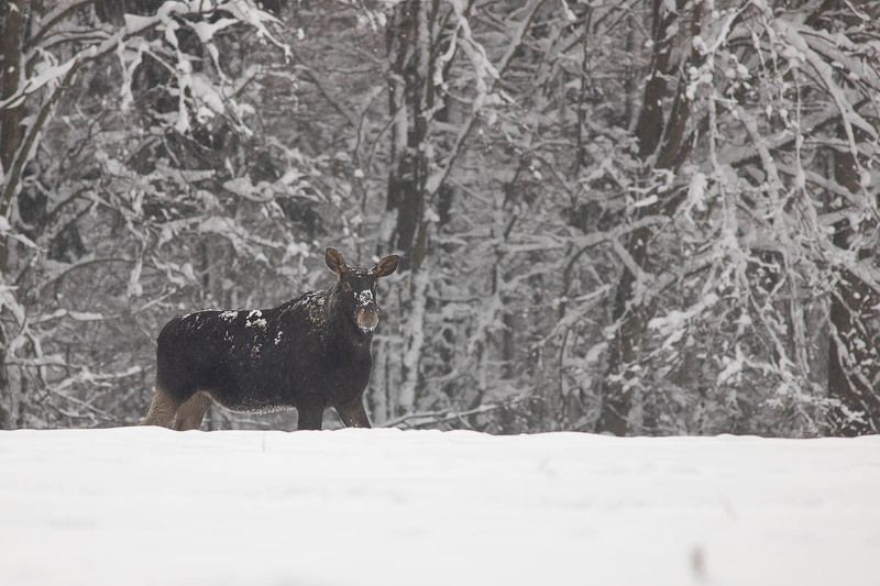 podlasie,las,dzika przyroda,natura,fauna,fotografia przyrodnicza,flora,białowieża,puszcza białowieska,śnieg Łoś photo preview