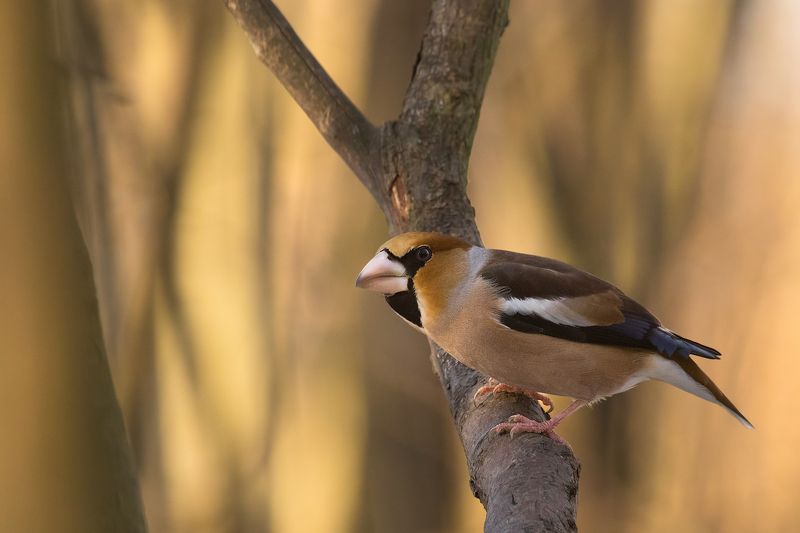 Hawfinchphoto preview