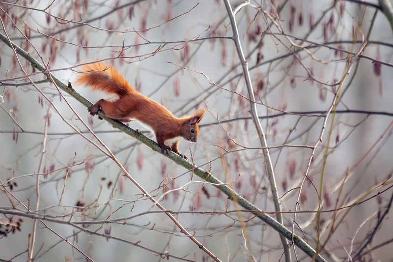 Red Squirrelphoto preview