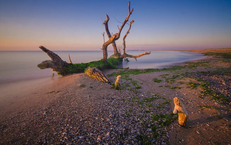 The Lonely Treephoto preview