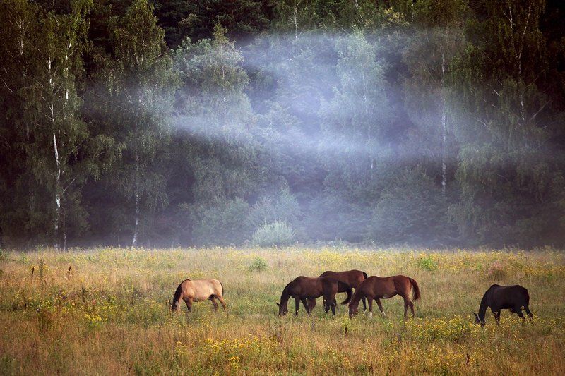 Лошадки в туманеphoto preview