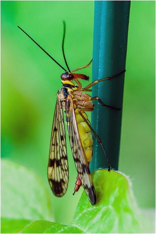 Скорпионница-самочкаphoto preview