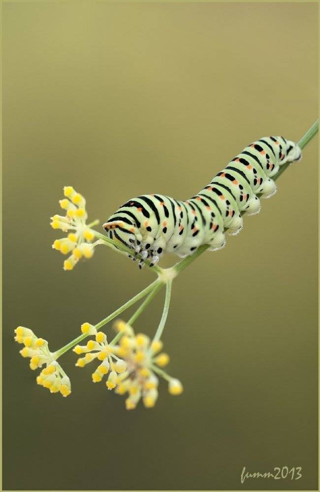ГУСЕНИЦА МАХАОНА.. Автор: Игорь ФУММ , Игорь ФУММ