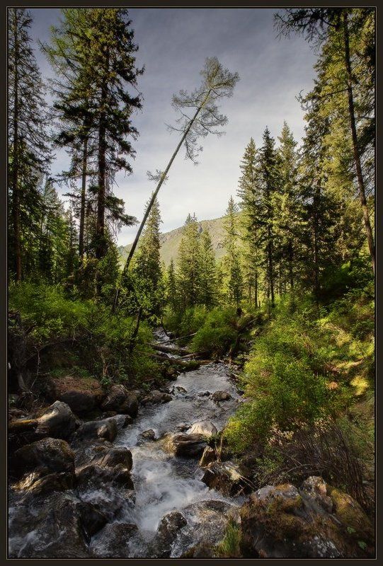 Алтай, Вода, Камни, Лес, Ручей, Тайга, Ярославский виталий У Горного Ручьяphoto preview
