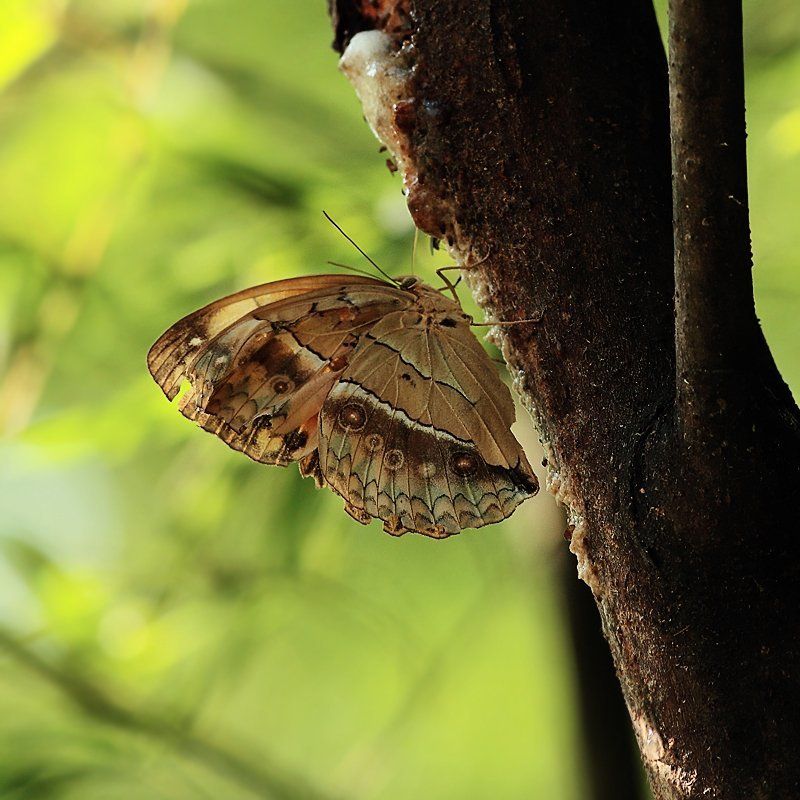 Early in the morning,the sun and butterflies.....photo preview