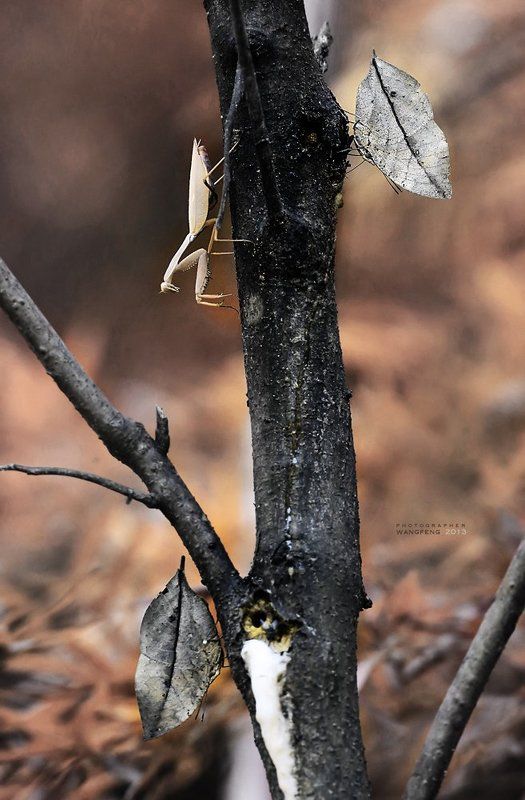 The butterfly and mantisphoto preview