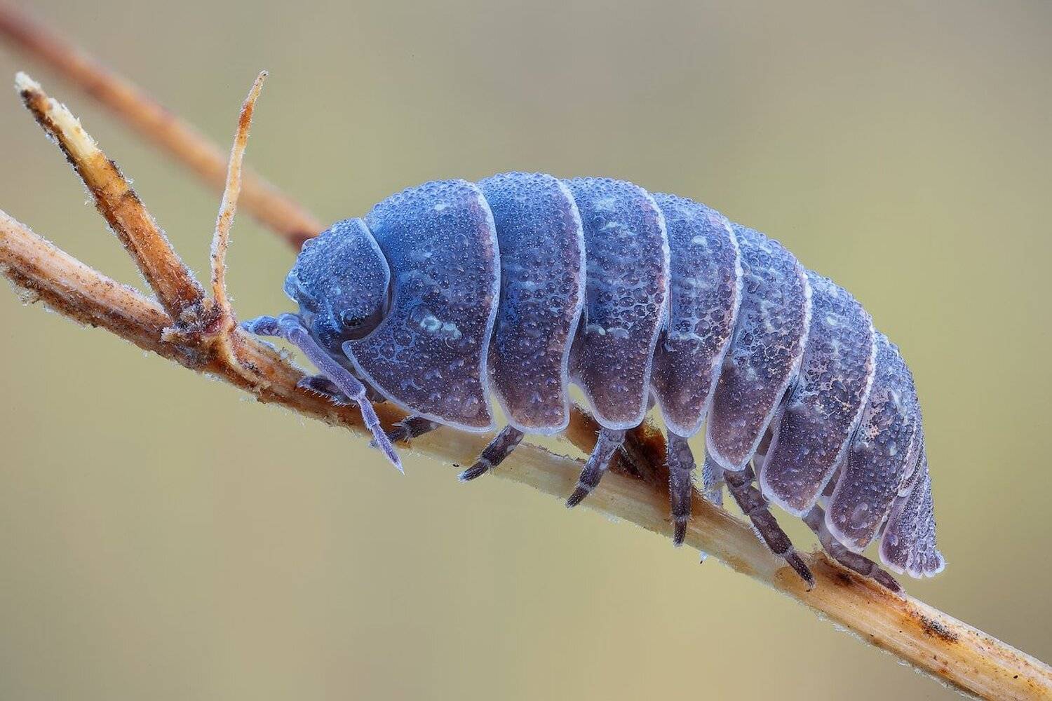 , Вадим Ходаковский