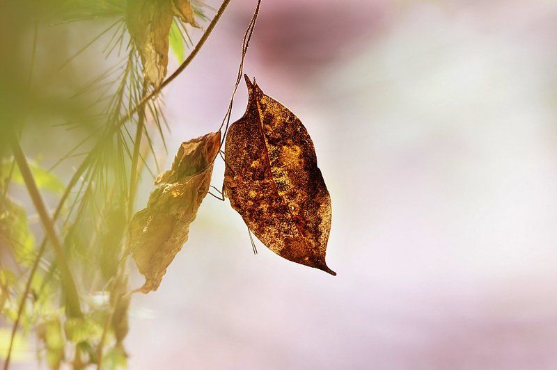 Like a dead leaf butterfy фото превью