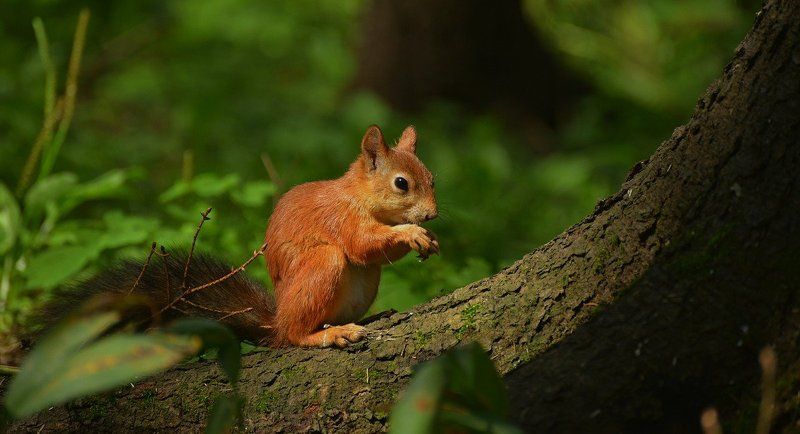 Просто белкаphoto preview