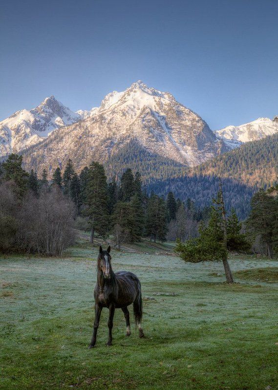 Архыз, Вечер, Вечер горы лошадь конь Архыз Кав, Горы, Кавказ, Конь, Лошадь, Поляна, Таулу Вечер на поляне Таулуphoto preview