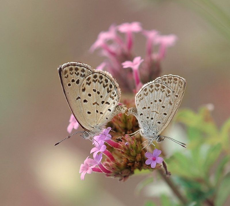 ``` фото превью