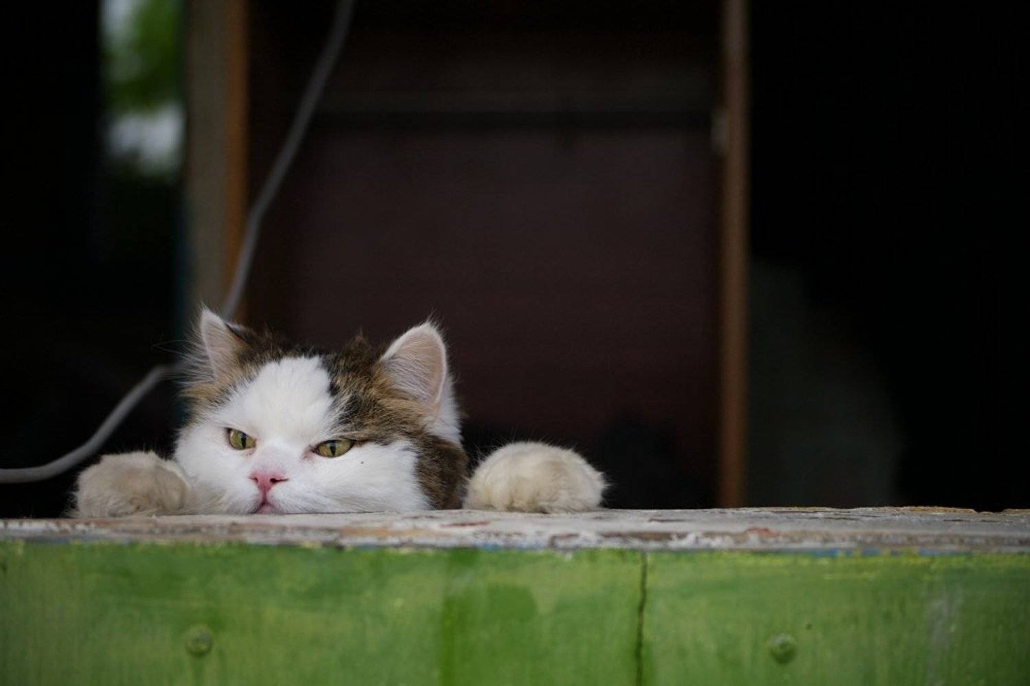 , Пасынков Иван