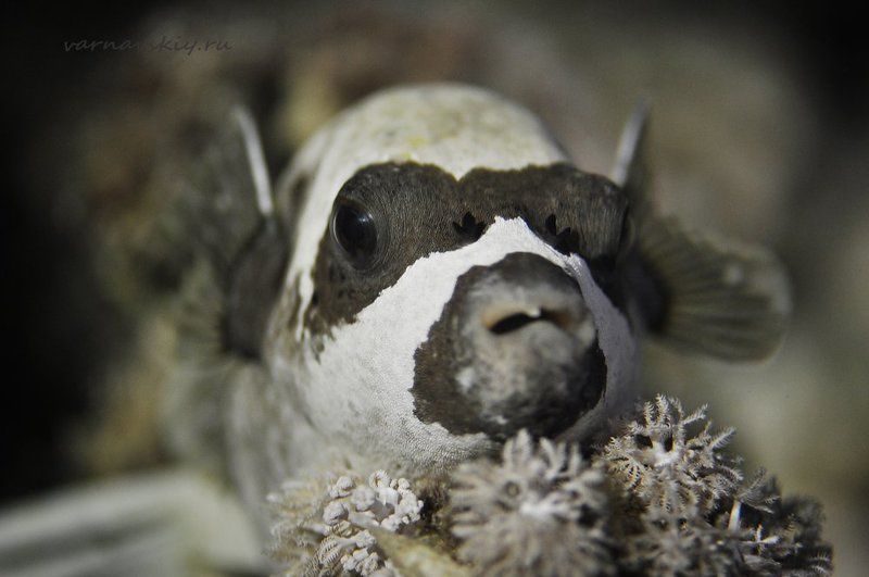 Нет в жизни счастья..photo preview