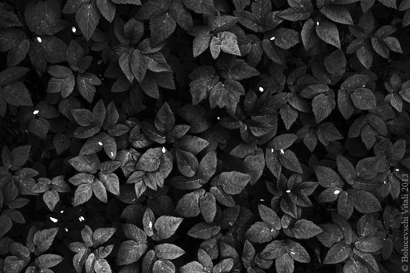 Листьяphoto preview