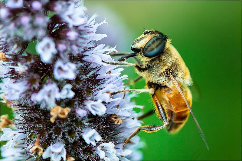 Журчалкаphoto preview