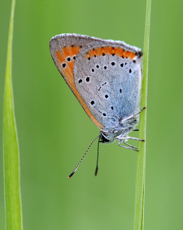 Lycaena dispar, Бабочка, Червонец, Червонец непарный Червонец непарныйphoto preview