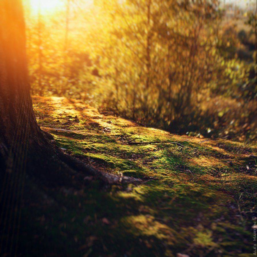 ***. Автор: Alexander Martynov Закат, Лучи, Мох, Свет, Фокус, Alexander Martynov