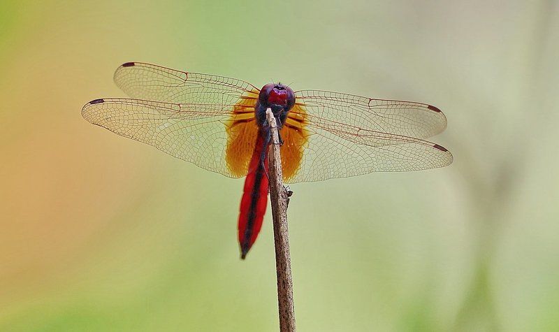*** фото превью