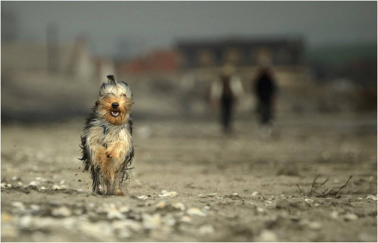 , Румен Паисиев