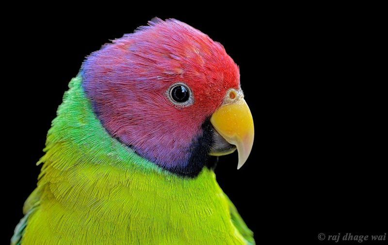 Plum headed Parakeetphoto preview