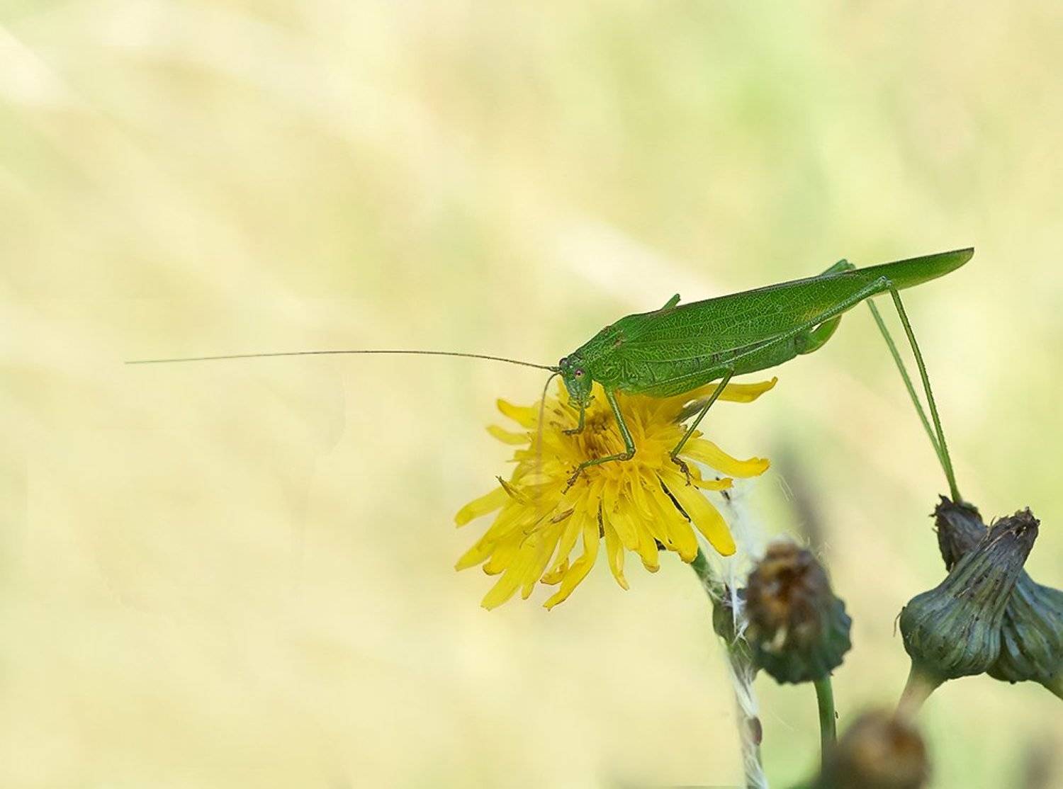 ***. Автор: Alexey Gnilenkov closeup, macro, макро, насекомое, пластинокрыл, Alexey Gnilenkov