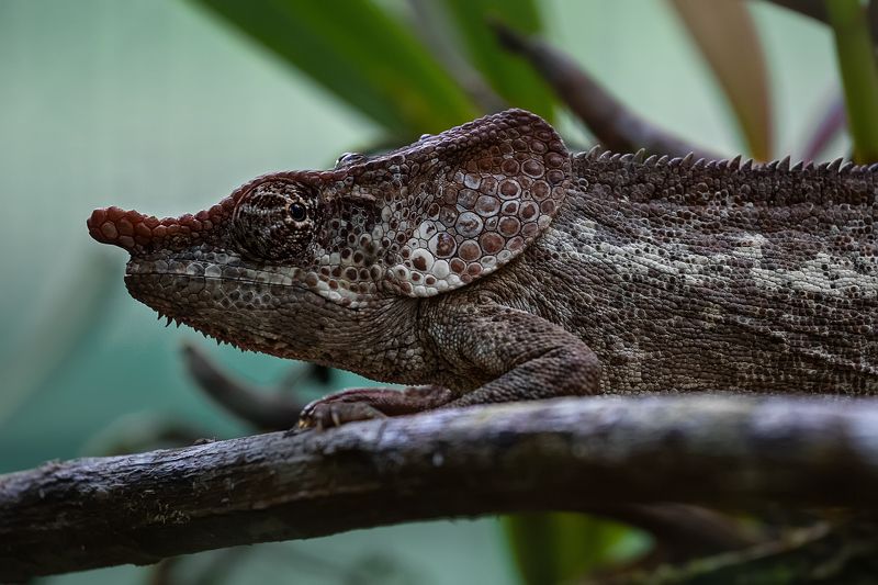 Мадагаскар остров хамелеон Африка  Хамелеонphoto preview