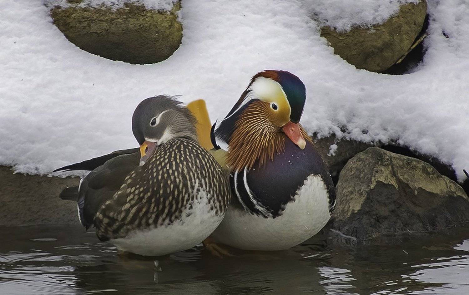 Кокетство. Автор: Наталия Сытина птицы, мандаринки, зима, Наталия Сытина