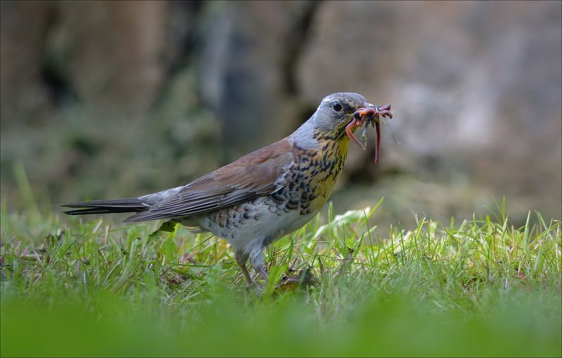 дрозд Маловато будет...photo preview