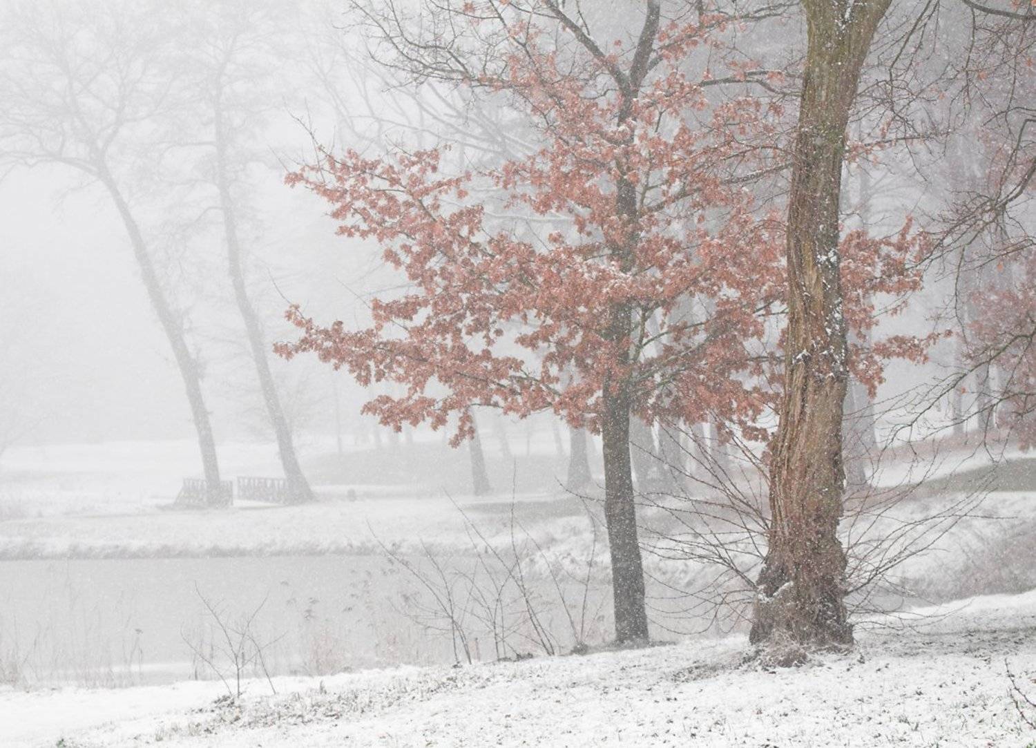 winter decorations .... Автор: Mirek Grobelski , Mirek Grobelski