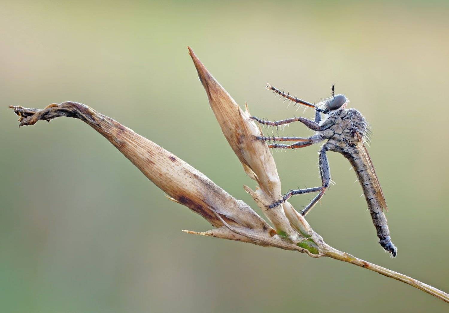 , Чепленко Алексей