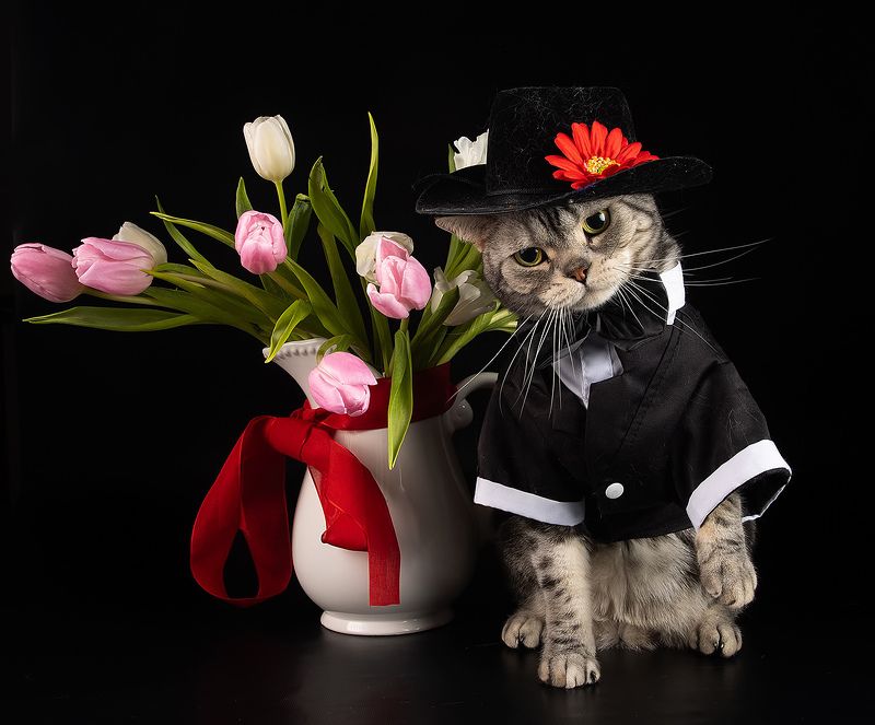 cat, cats, кот, кошка,домашние любицы,  американский короткошерстный кот, american shorthair cat, тюльпаны, цветы Маркиз - В Ожидании Весныphoto preview