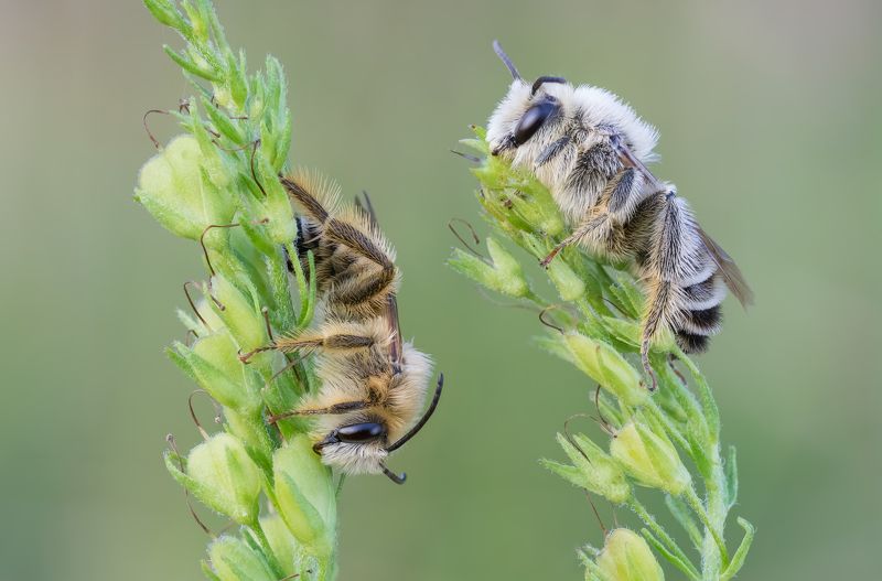 Hairy Legged Mining Bee, bee, macro Hairy Legged Mining Bee (Dasypoda hirtipes)photo preview