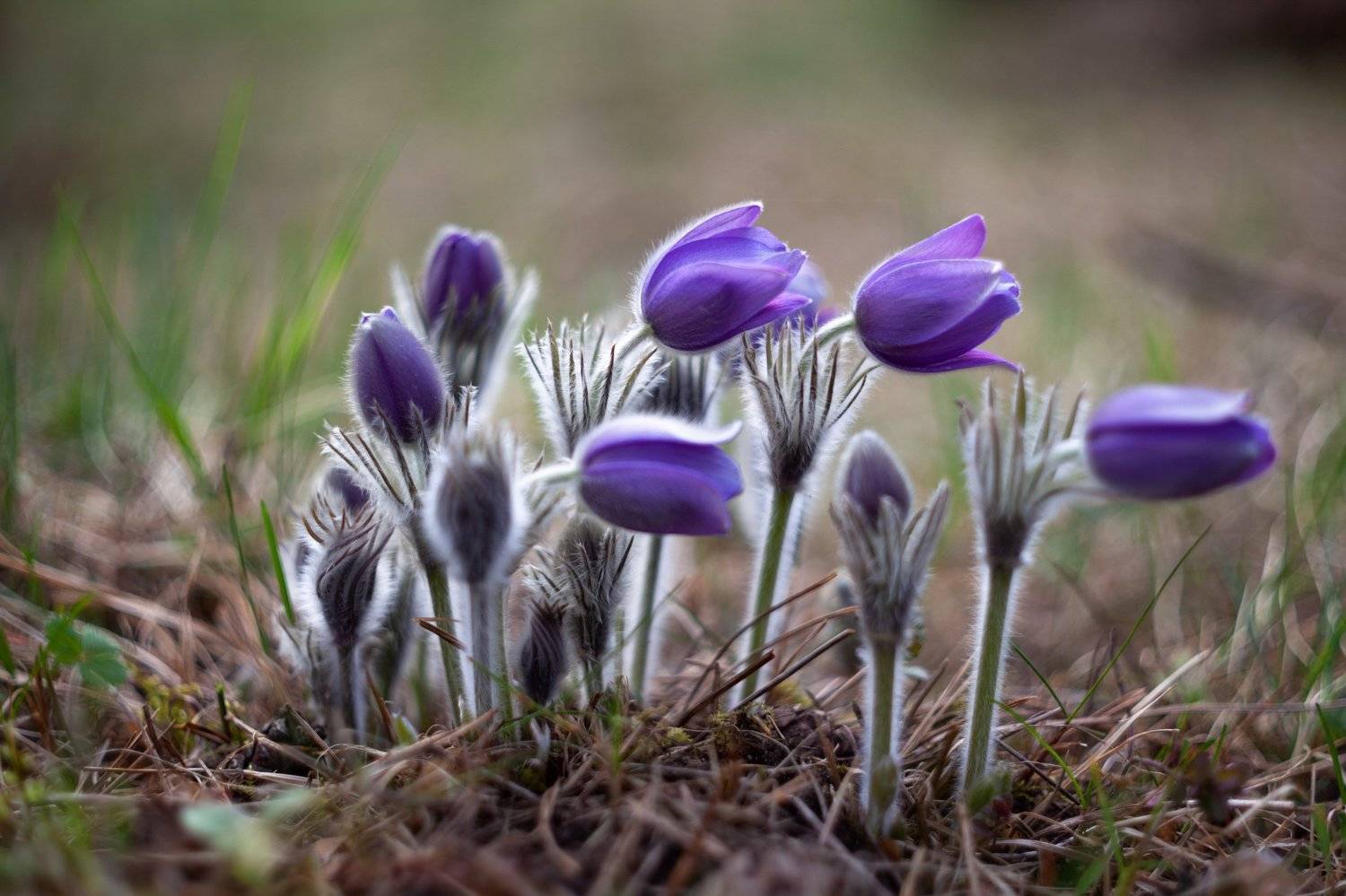 сон-трава, цветы, весна, красота, прострел, Айвар Удрис