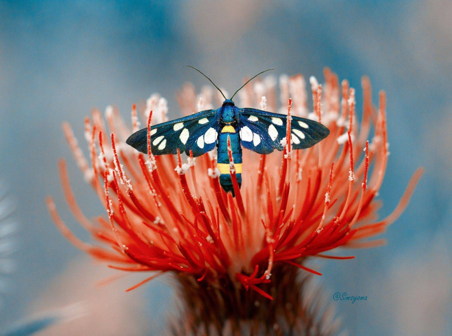 макро, природа, nature, macro, насекомые, insect, бабочка, бабочки, Юлия Хворостяная