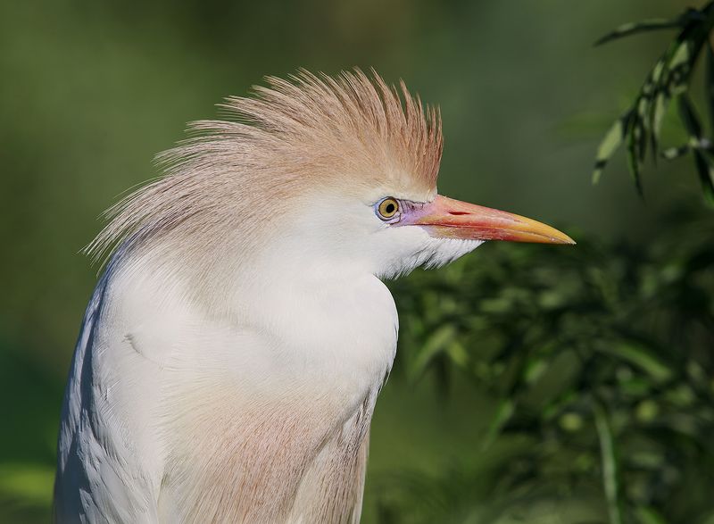 египетская цапля, cattle egret, heron, egret, florida Египетская цапля -Cattle Egretphoto preview