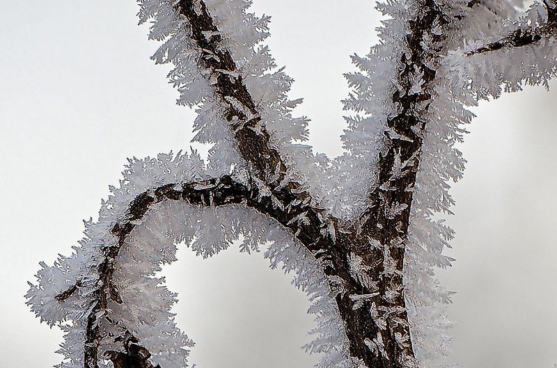 иней, зима, ветки photo preview