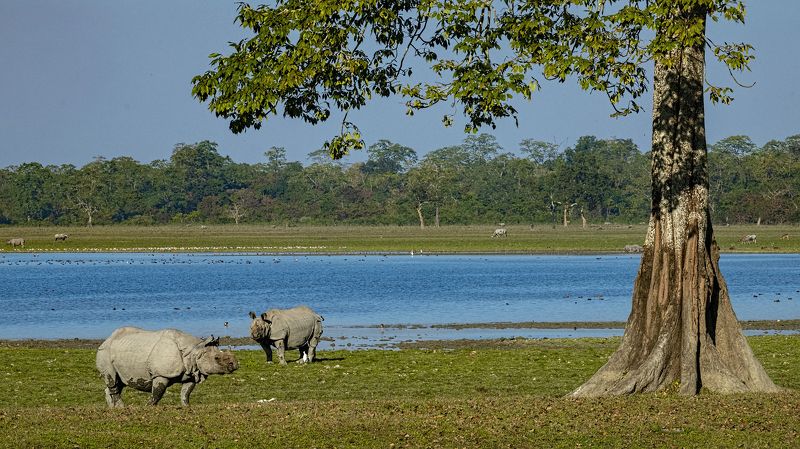 Indian Rhinoceros Kaziranga Two Heavyweight Championsphoto preview