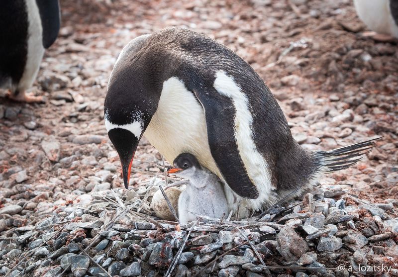 *** фото превью