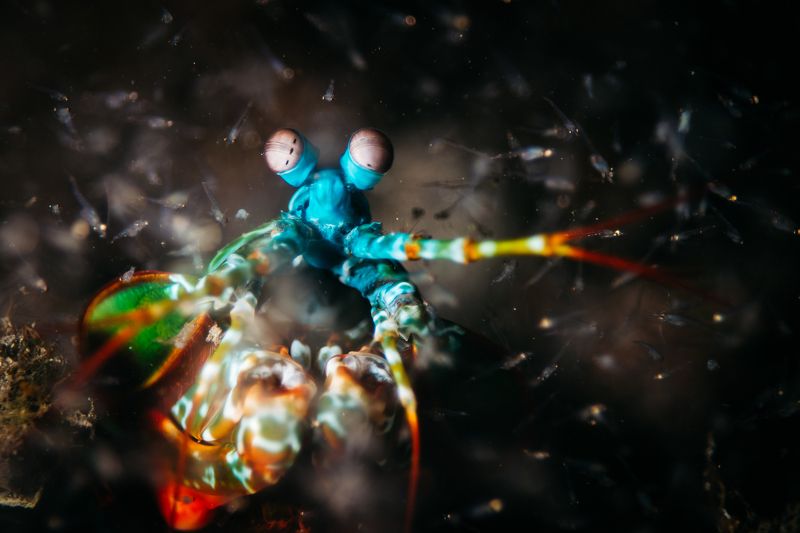 богомол, креветка, макро, подводный мир охотаphoto preview