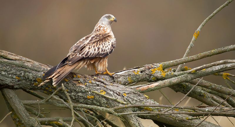 KANIA RUDAphoto preview